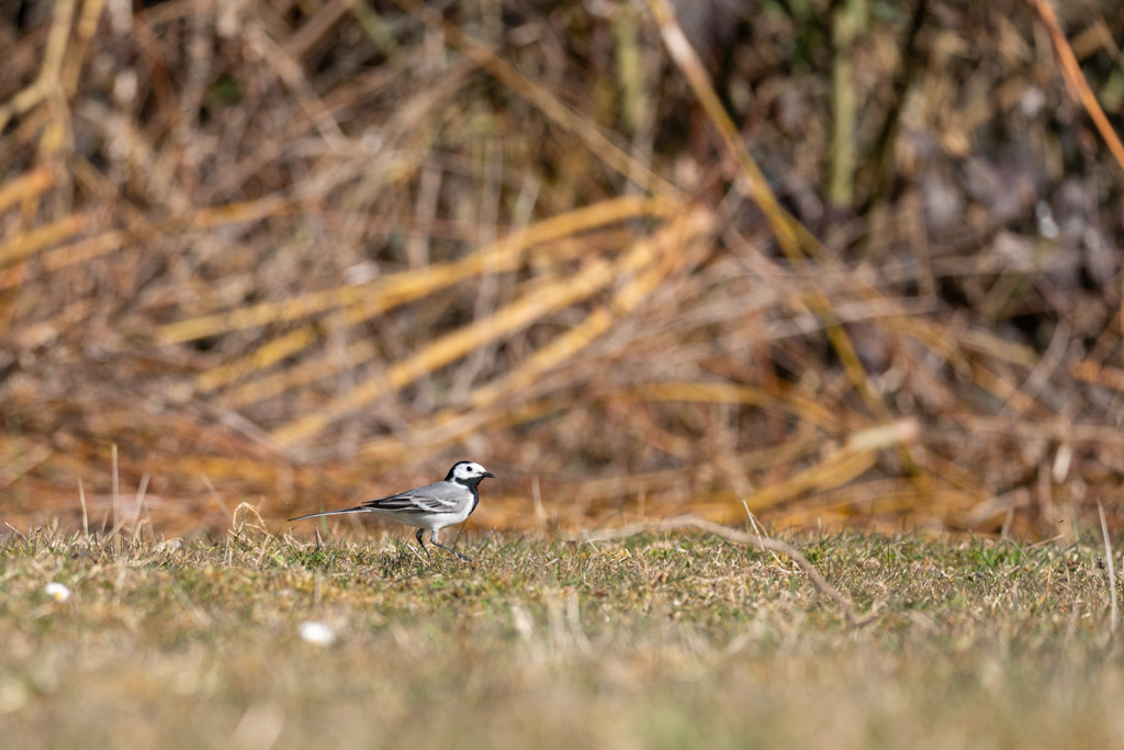 Bergeronnette grise Motacilla alba en France