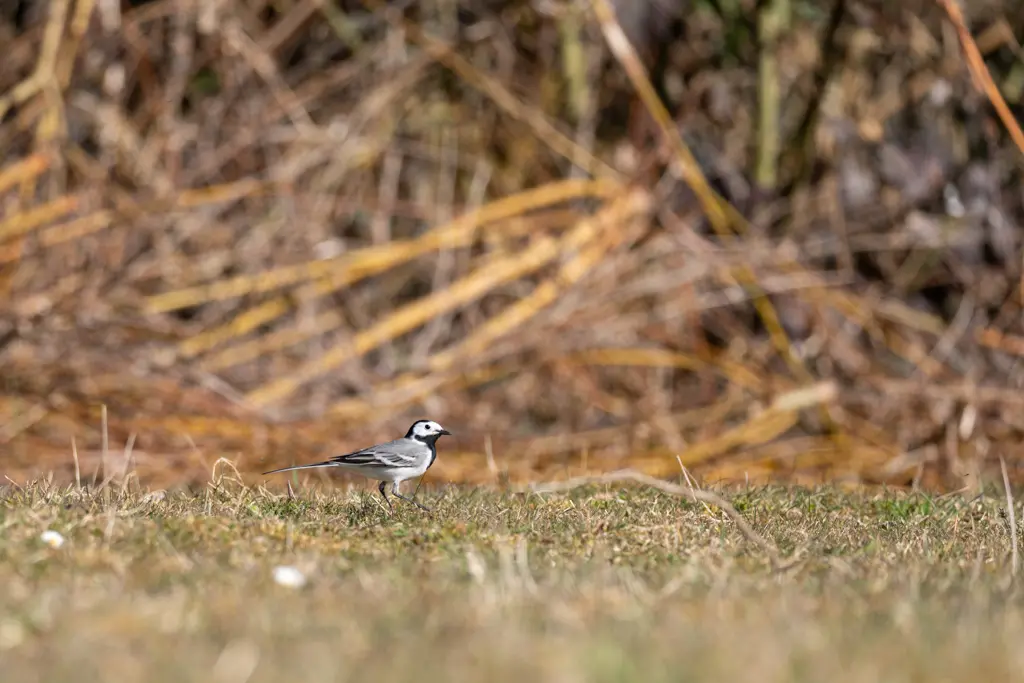 Bergeronnette grise Motacilla alba photographié en milieu naturel