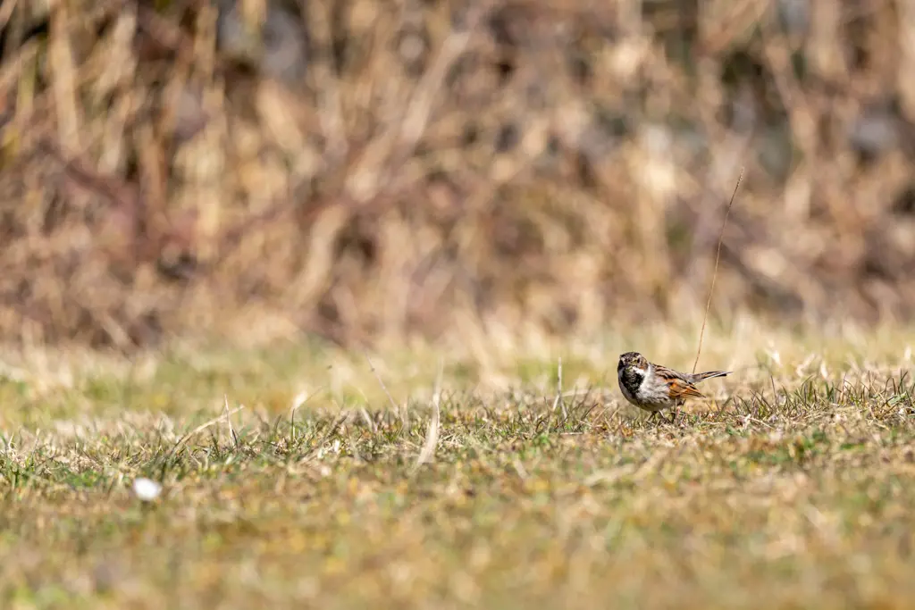 Bruant des roseaux Emberiza schoeniclus photographié en milieu naturel