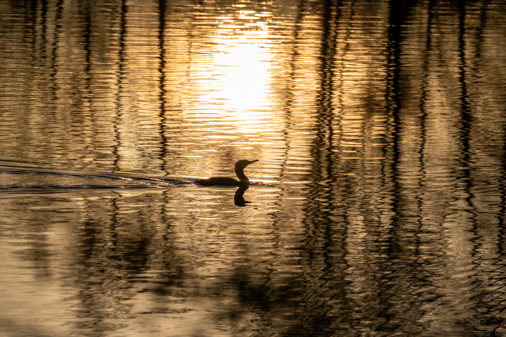 Grand cormoran Phalacrocorax carbo en zone aquatique