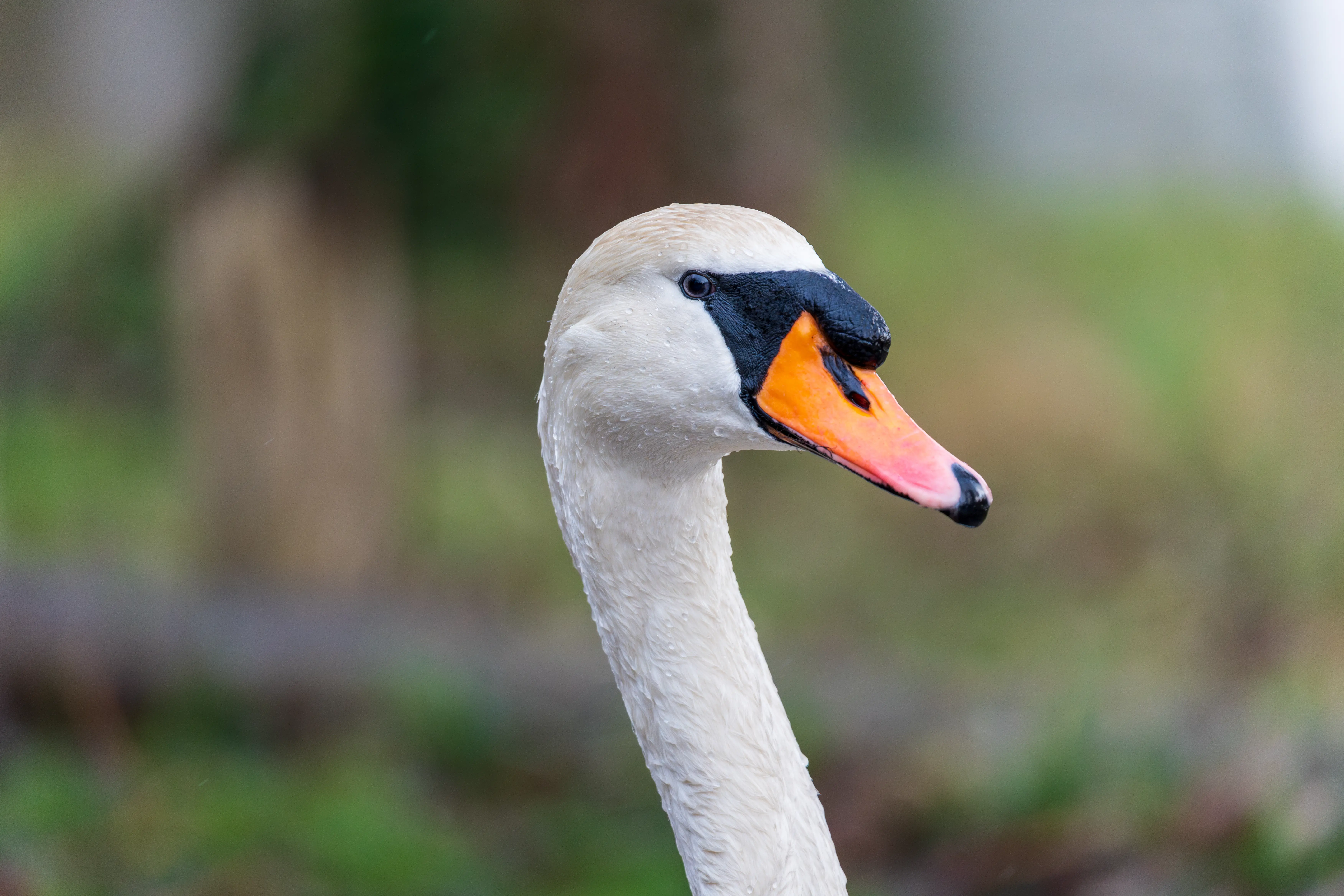 Cygne tuberculé Cygnus olor photographié en milieu naturel