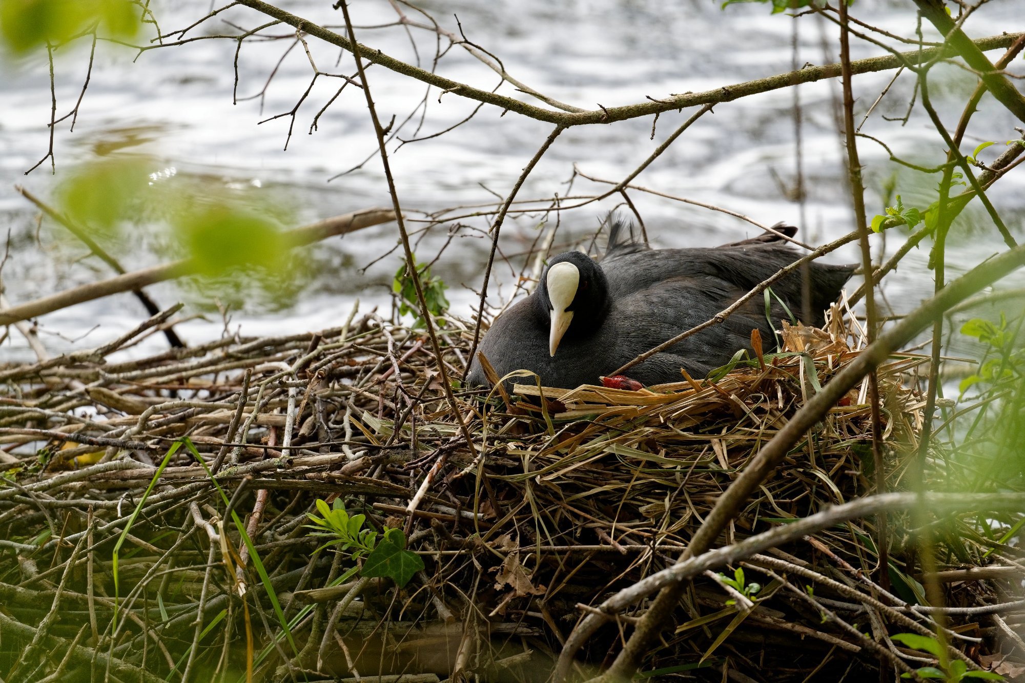 Foulque macroule (Fulica atra) couvant ses œufs sur son nid de roseaux au bord de la Somme