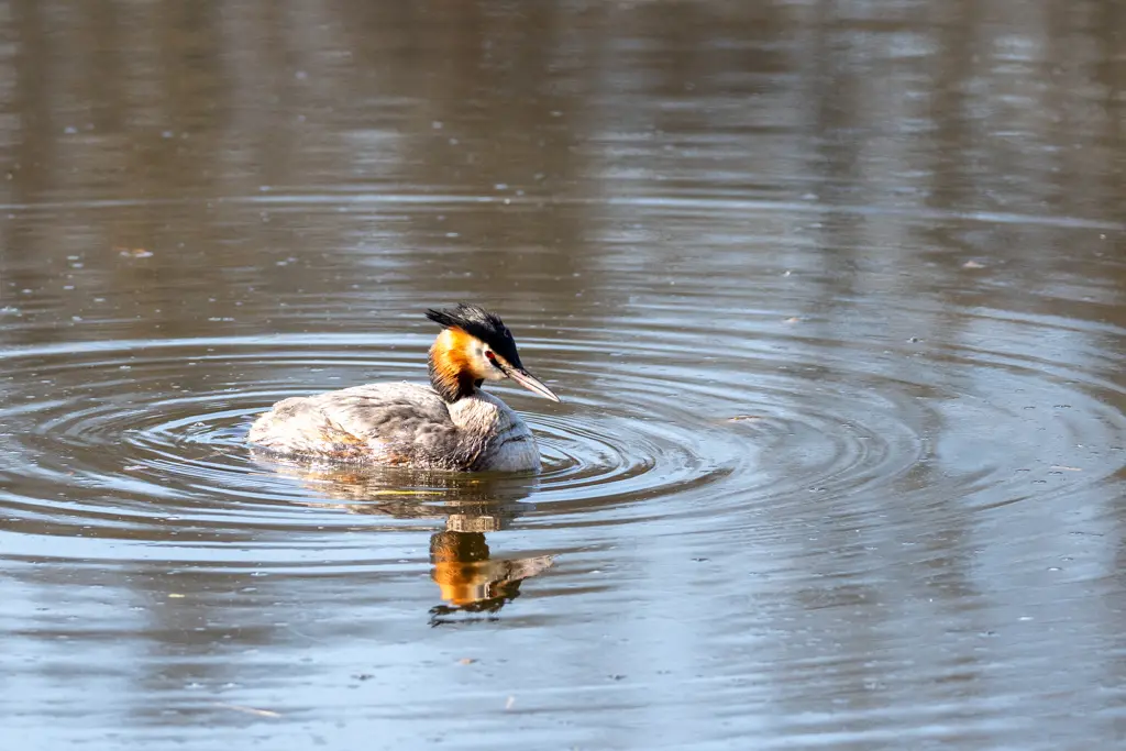 Grèbe huppé (Podiceps cristatus) en plumage nuptial sur un étang calme, aigrettes rousses déployées