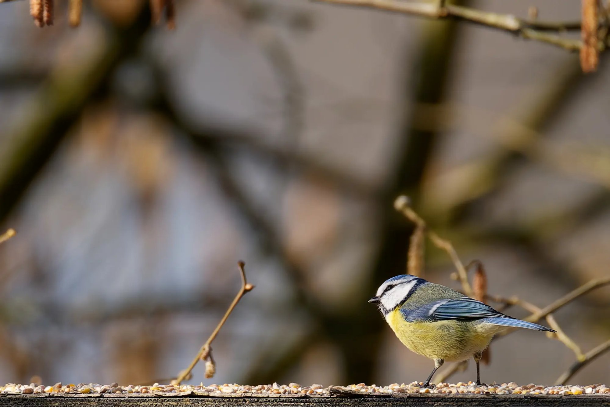Mésange bleue (Cyanistes caeruleus) perchée sur une branche fine, plumage bleu cobalt et ventre jaune vif