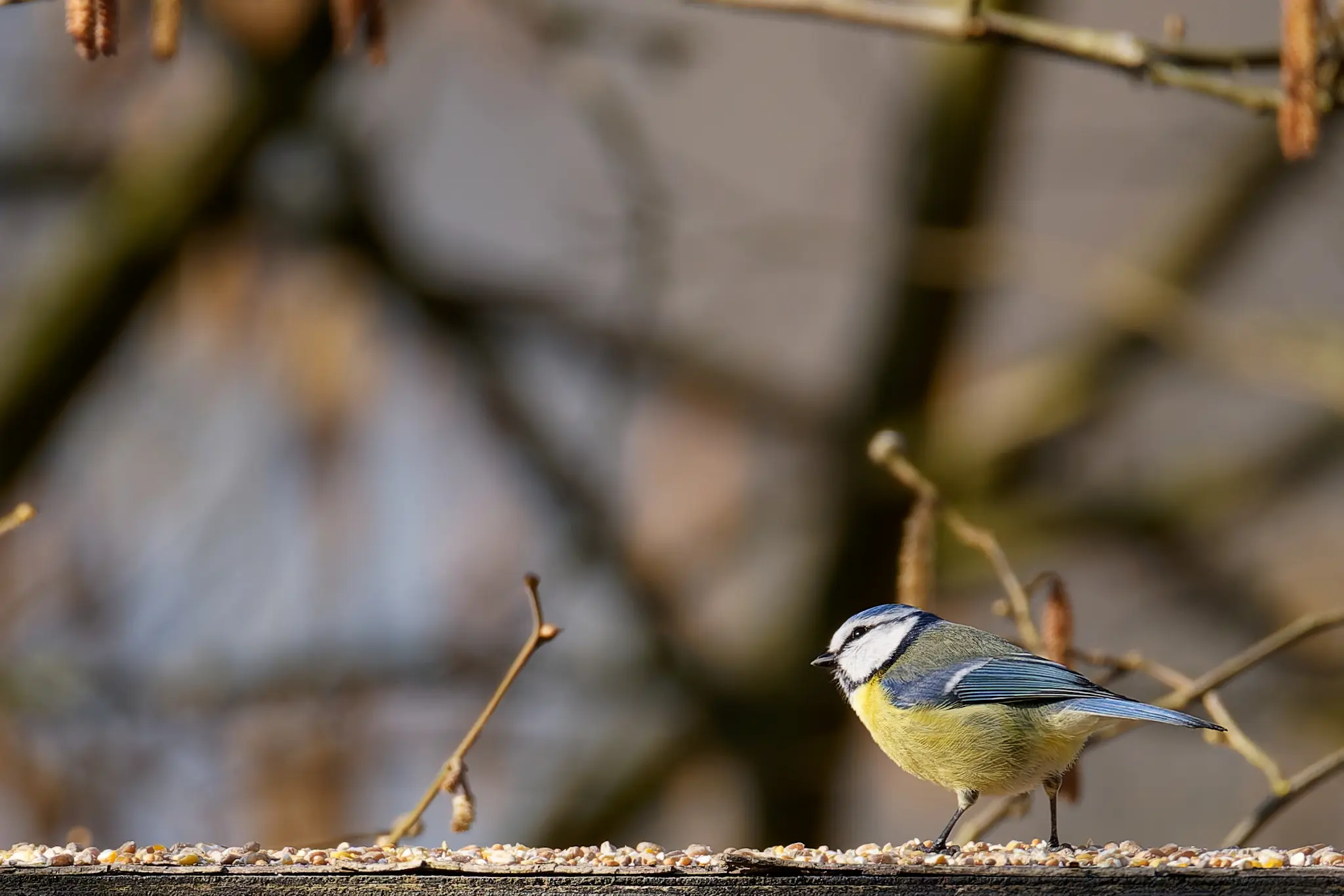 Mésange bleue Cyanistes caeruleus photographié en milieu naturel