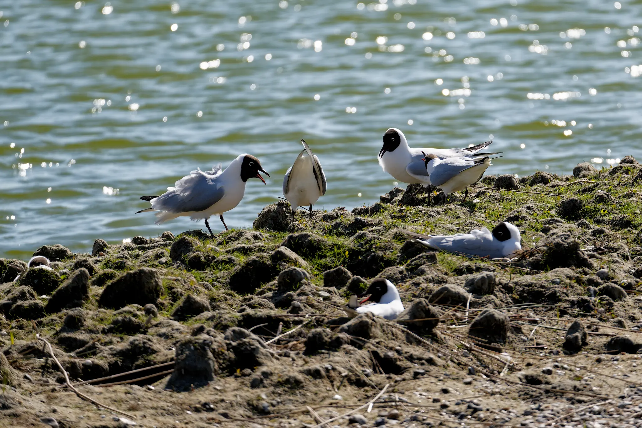 Colonie de Mouettes rieuses (Chroicocephalus ridibundus) en vol au-dessus d'un marais, cris et agitation printanière