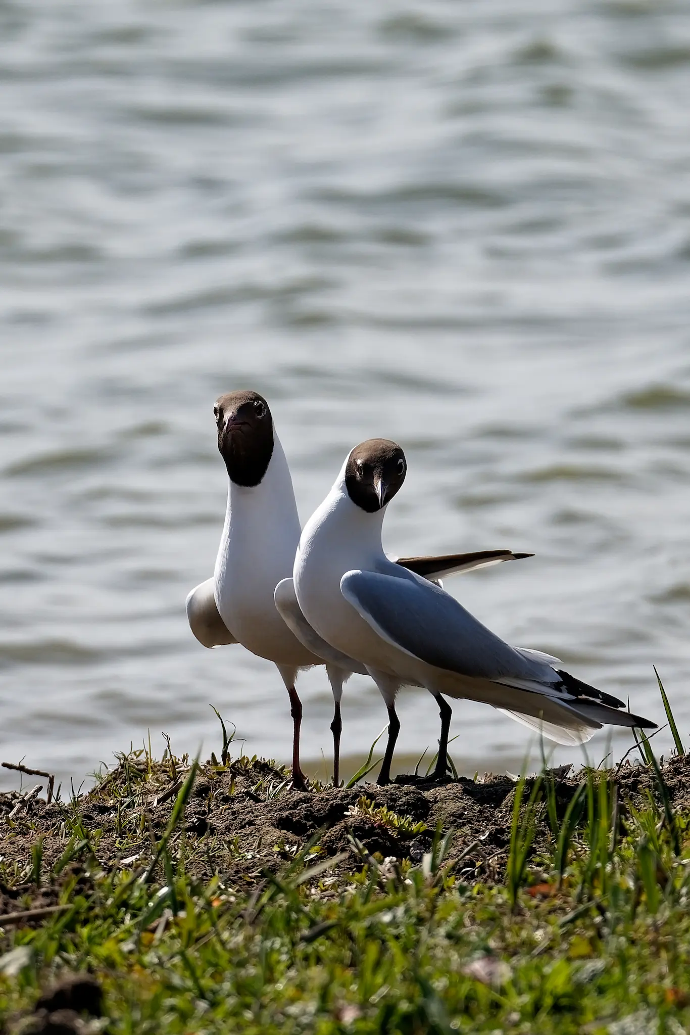 Couple de Mouettes rieuses (Chroicocephalus ridibundus) en parade nuptiale, capuchon brun chocolat, bec rouge