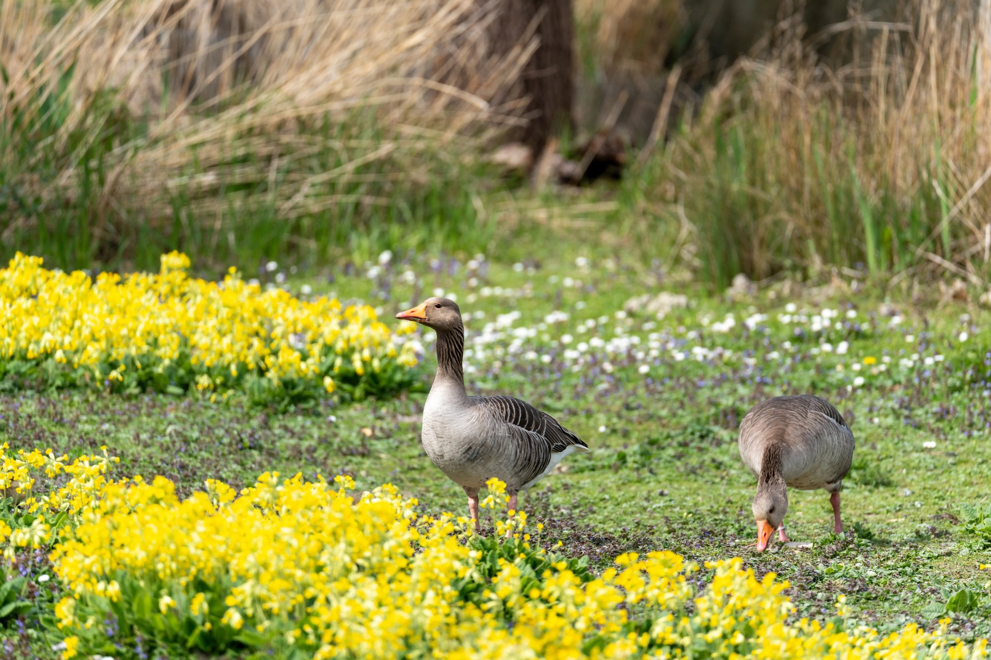 Oies cendrées (Anser anser) au repos sur une berge herbeuse des Hauts-de-France, plumage gris-brun aux reflets écaillés, bec rose orangé