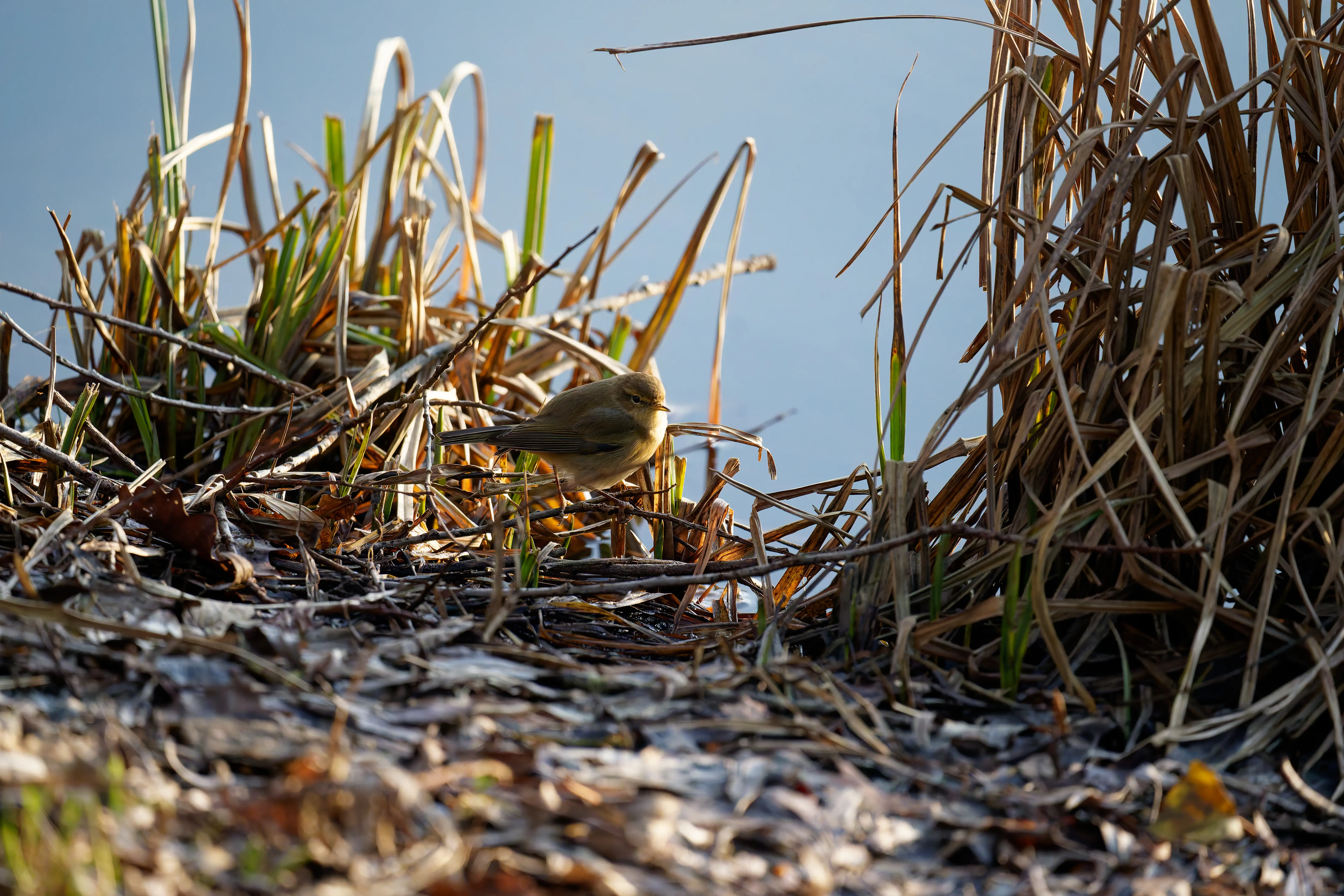 Pouillot véloce (Phylloscopus collybita) dans la végétation, plumage brun olive, sourcil clair
