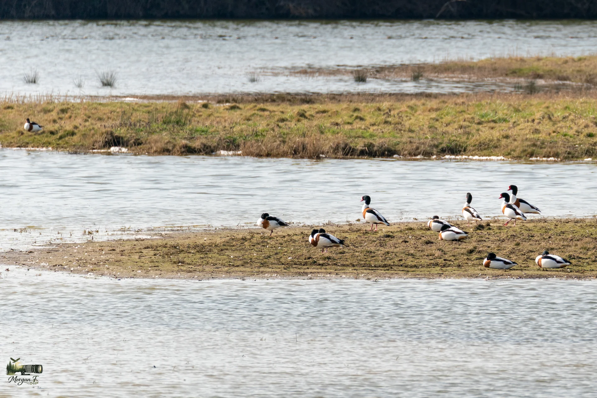 Groupe de onze Tadornes de Belon (Tadorna tadorna) reposant sur un banc de vase inondé au Parc du Marquenterre, Baie de Somme — photographie naturaliste en lumière hivernale