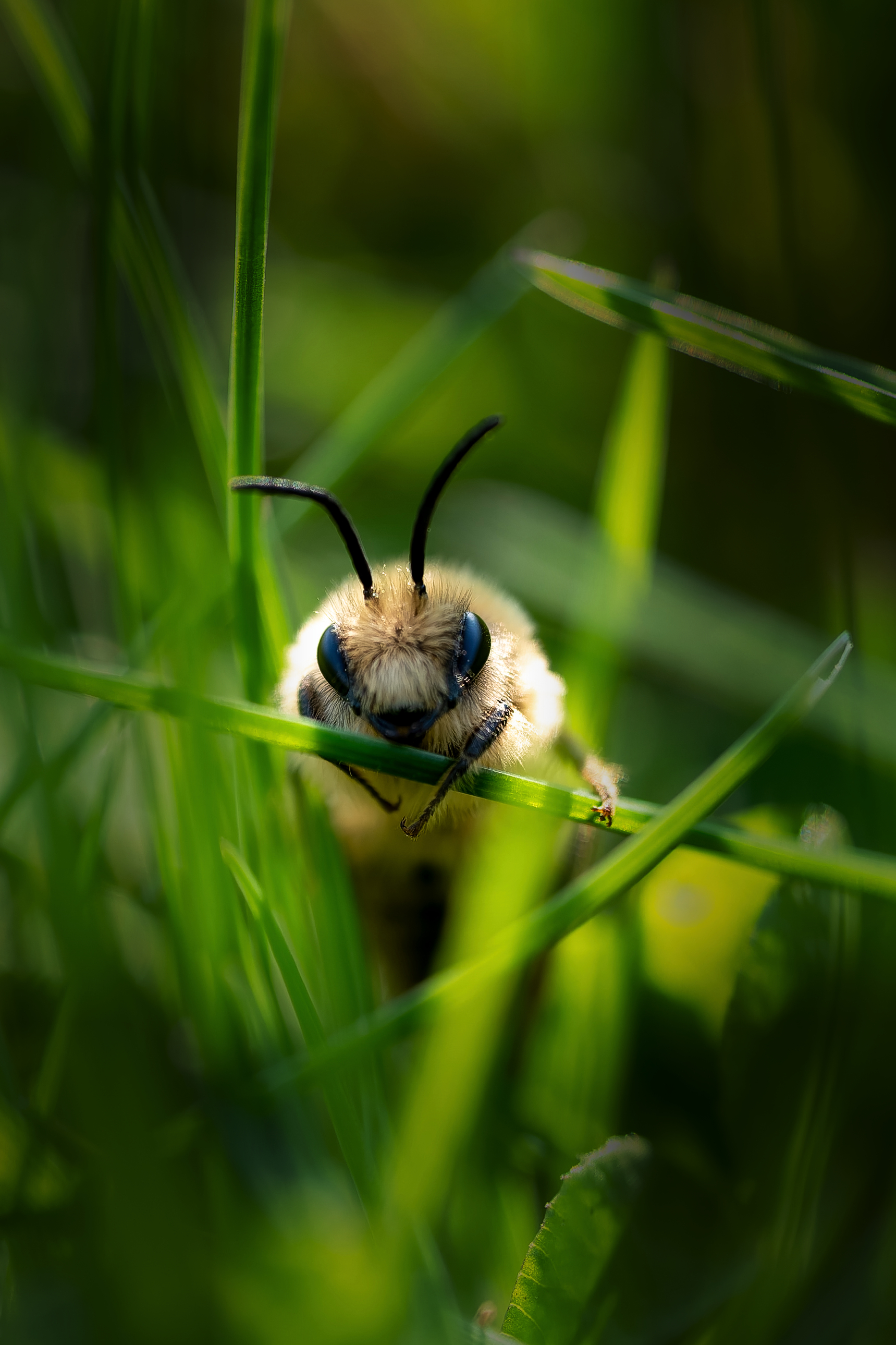 Portrait frontal d'une Xylocopa violacea, abeille charpentière à reflets violets, regardant l'objectif depuis les hautes herbes d'une prairie des Hauts-de-France